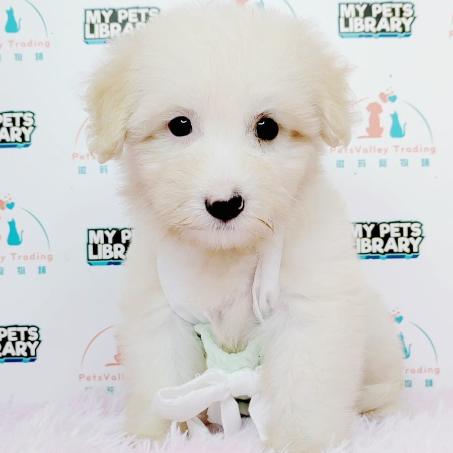 Maltipoo Puppy (Male) For Sale