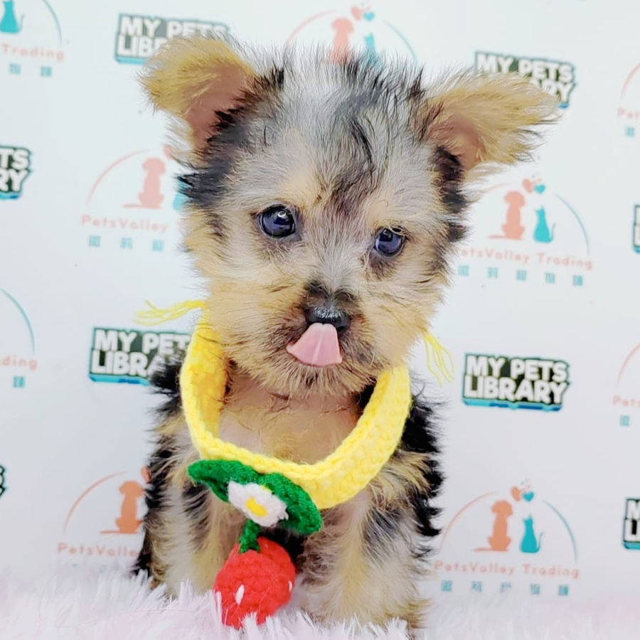 Yorkshire Terrier Puppy (Male) For Sale