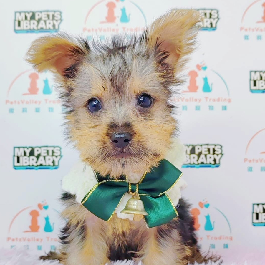Yorkshire Terrier Puppy (Male) For Sale