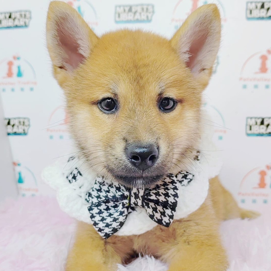 Shiba Inu Puppy (Male) For Sale
