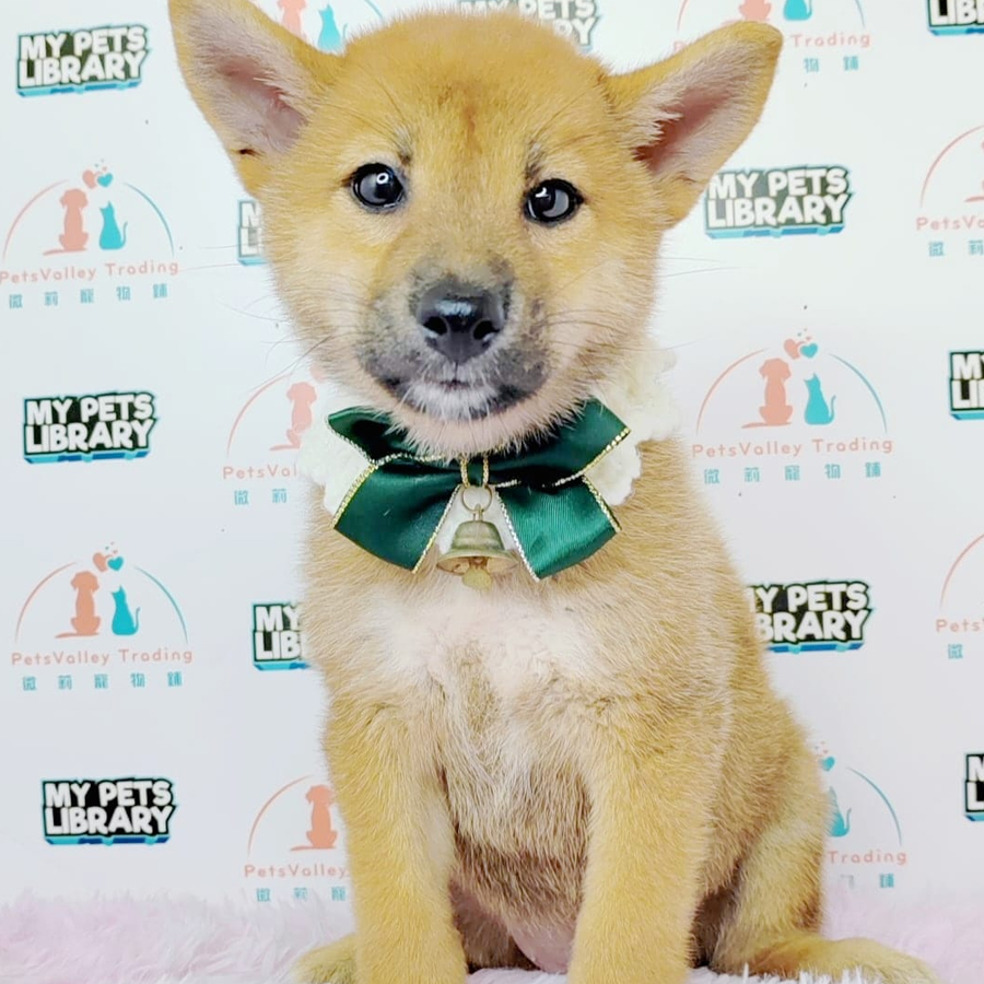 Shiba Inu Puppy (Female) For Sale