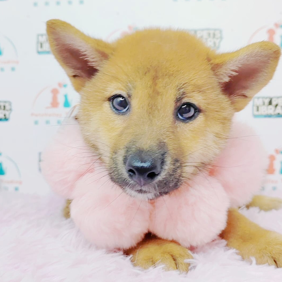 Shiba Inu Puppy (Female) For Sale