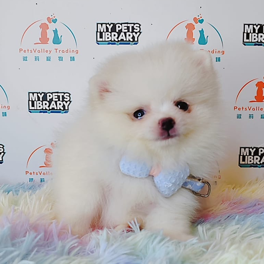 Tiny Pomeranian Puppy (Male) For Sale