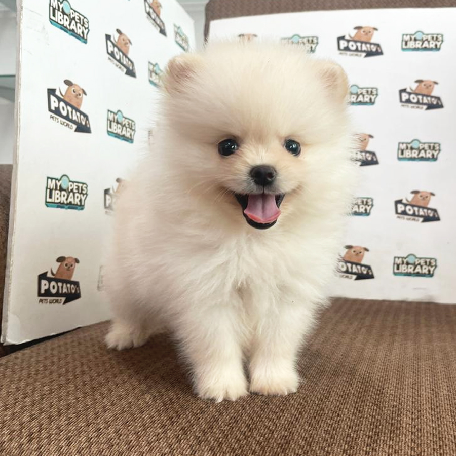 Pomeranian Puppy (Male) For Sale