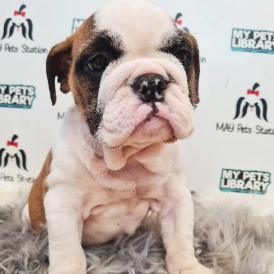 English Bulldog Puppy (Female) For Sale