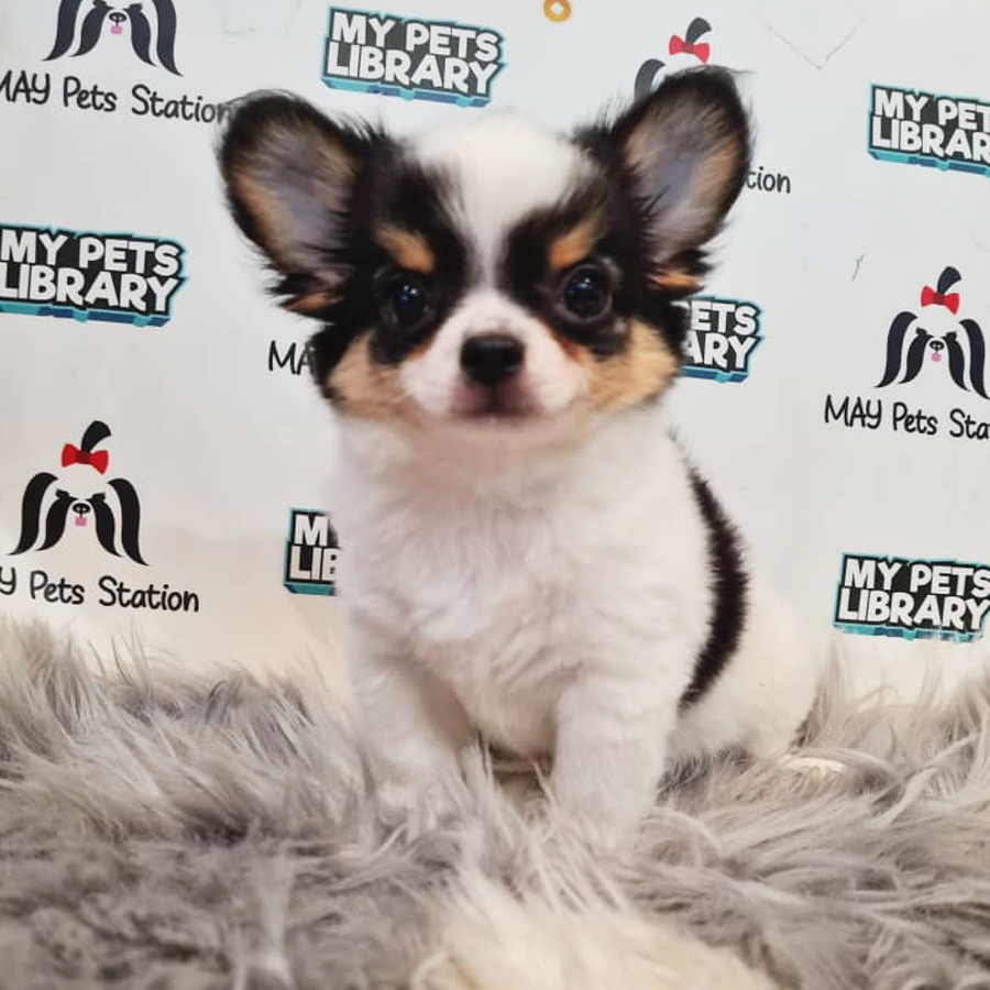 Chihuahua Puppy (Male) For Sale