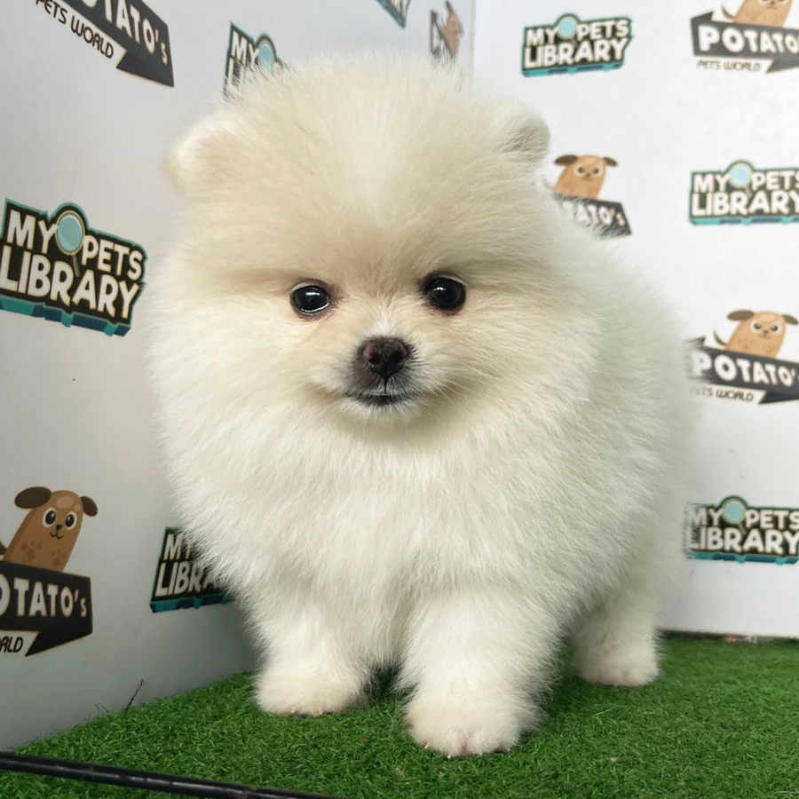 Pomeranian Puppy (Female) For Sale