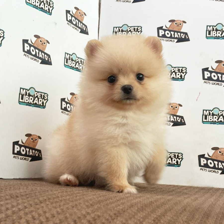 Pomeranian Puppy (Female) For Sale