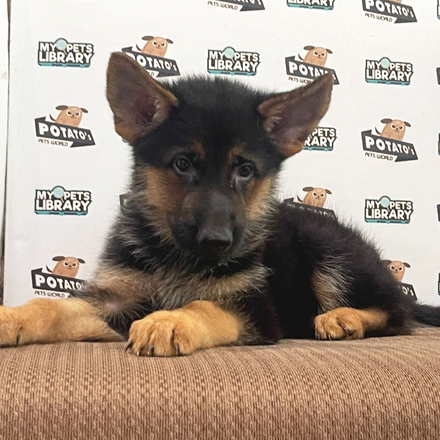 German Shepherd Puppy (Male) For Sale