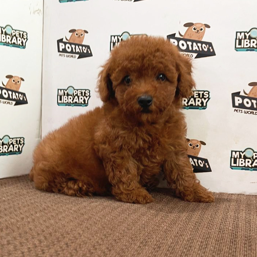 Toy Poodle Puppy (Male) For Sale