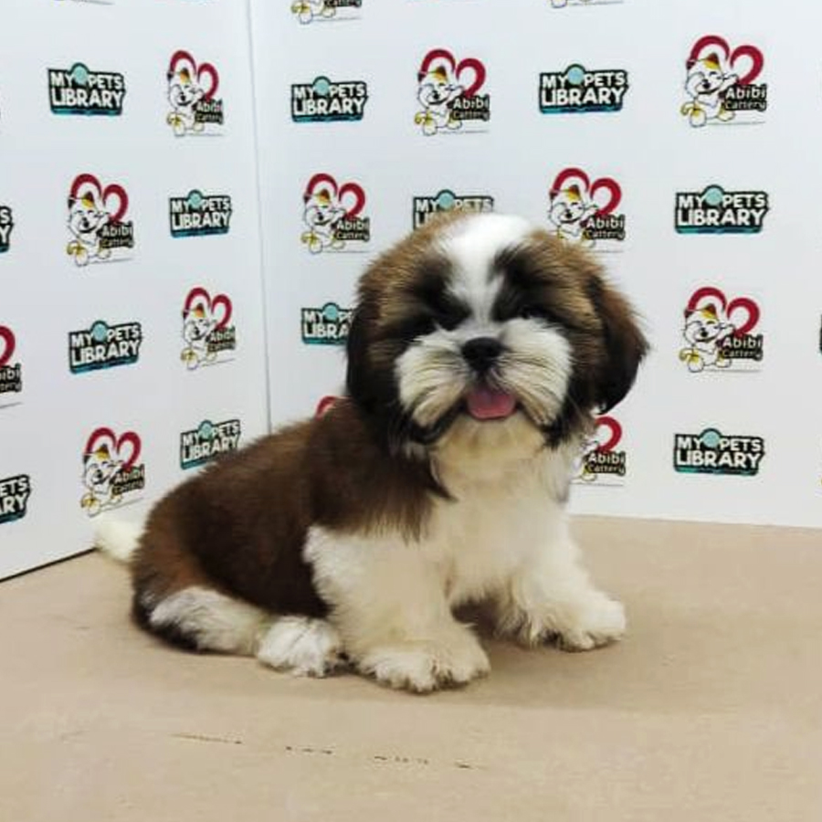 Shih Tzu Puppy (Male) For Sale