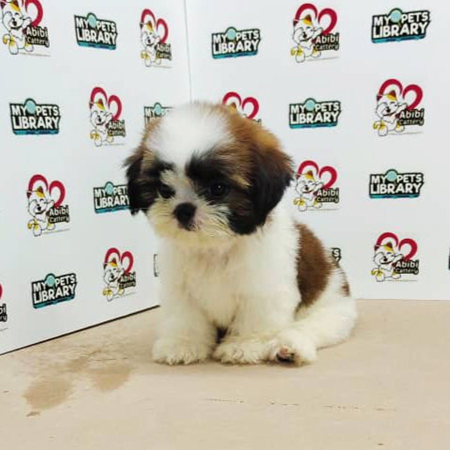 Shih Tzu Puppy (Male) For Sale