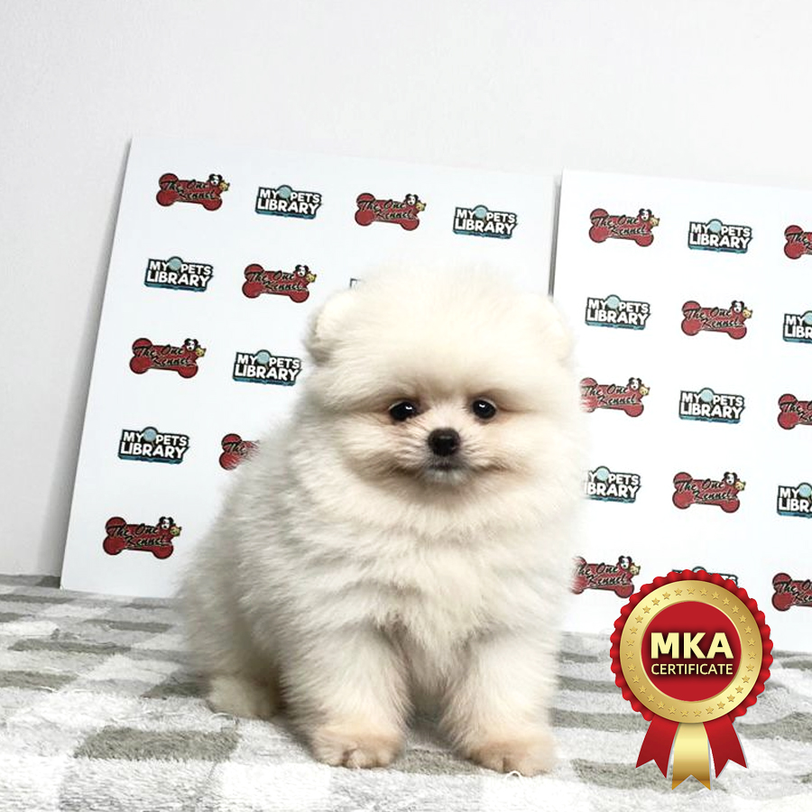 MKA Pomeranian Puppy (Male) For Sale