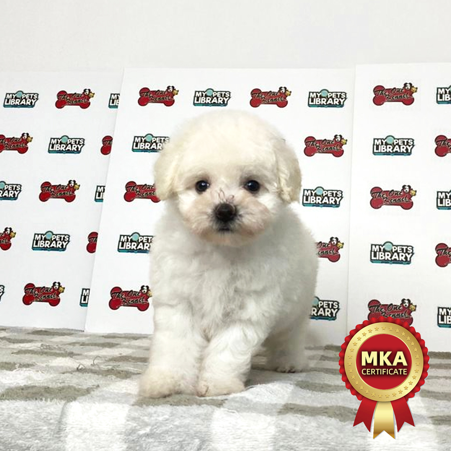 MKA Bichon Frise Puppy (Female) For Sale