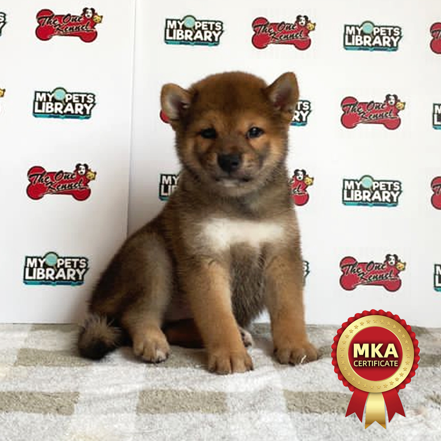 MKA Shiba Inu Puppy (Male) For Sale