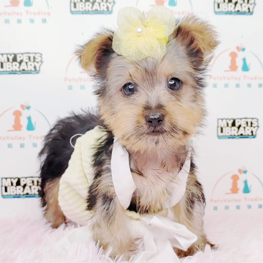 Yorkshire Terrier Puppy (Male) For Sale