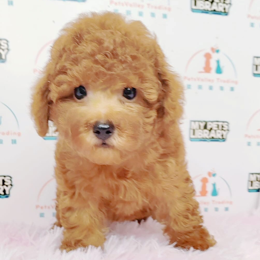 Toy Poodle Puppy (Male) For Sale