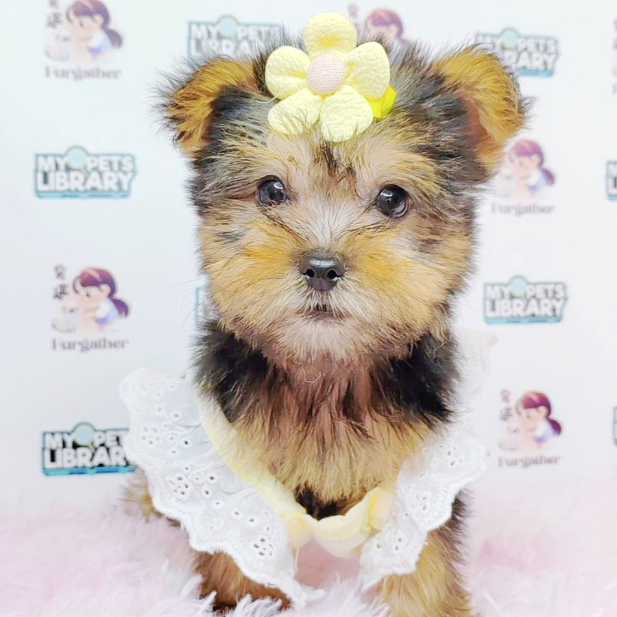 Yorkshire Terrier Puppy (Male) For Sale