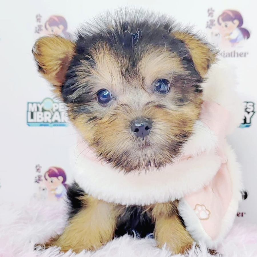 Yorkshire Terrier Puppy (Male) For Sale