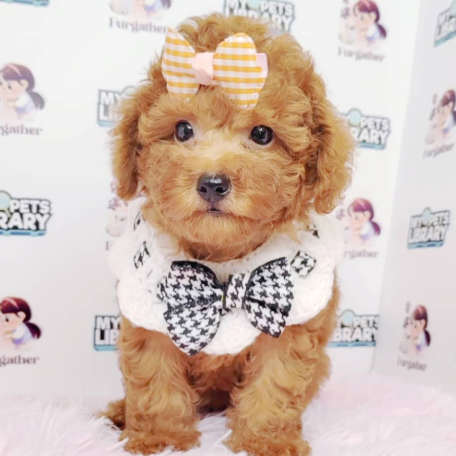 Toy Poodle Puppy (Female) For Sale