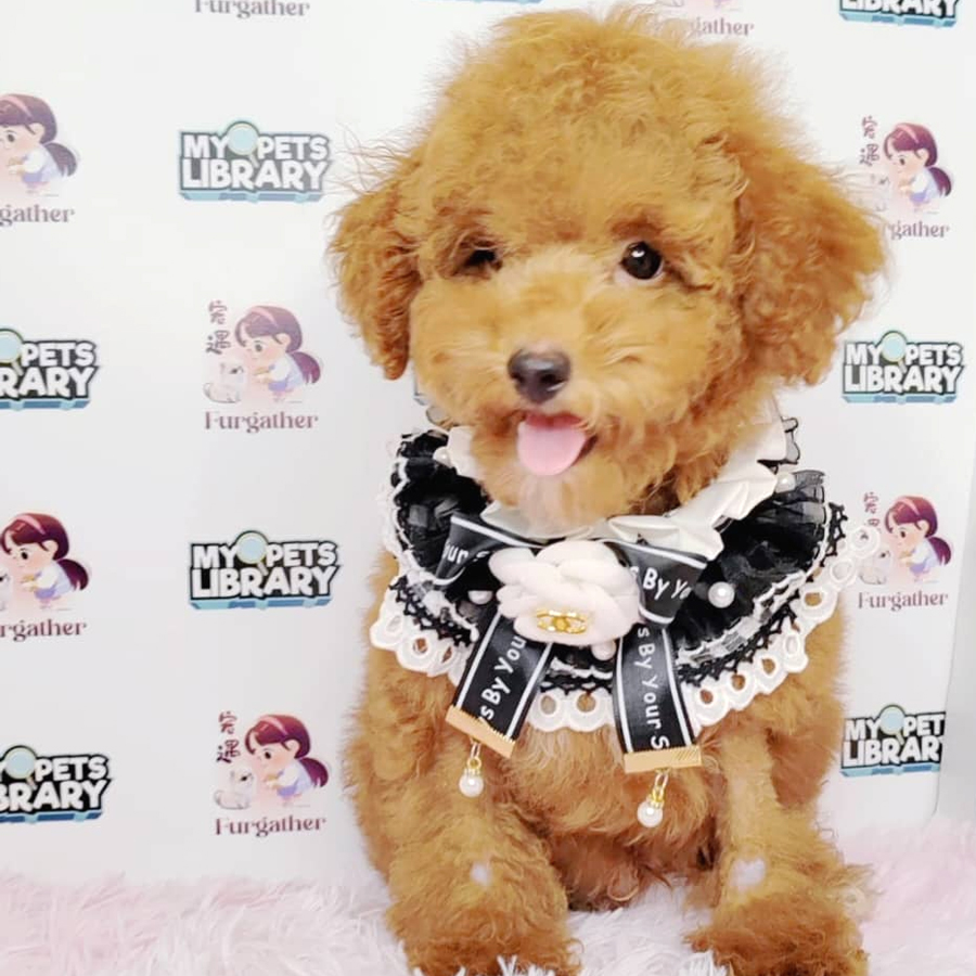 Toy Poodle Puppy (Male) For Sale