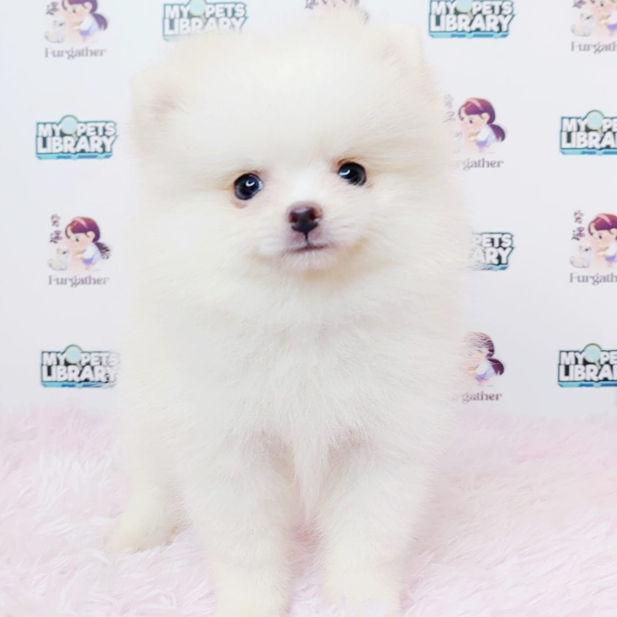 Tiny Pomeranian Puppy (Female) For Sale