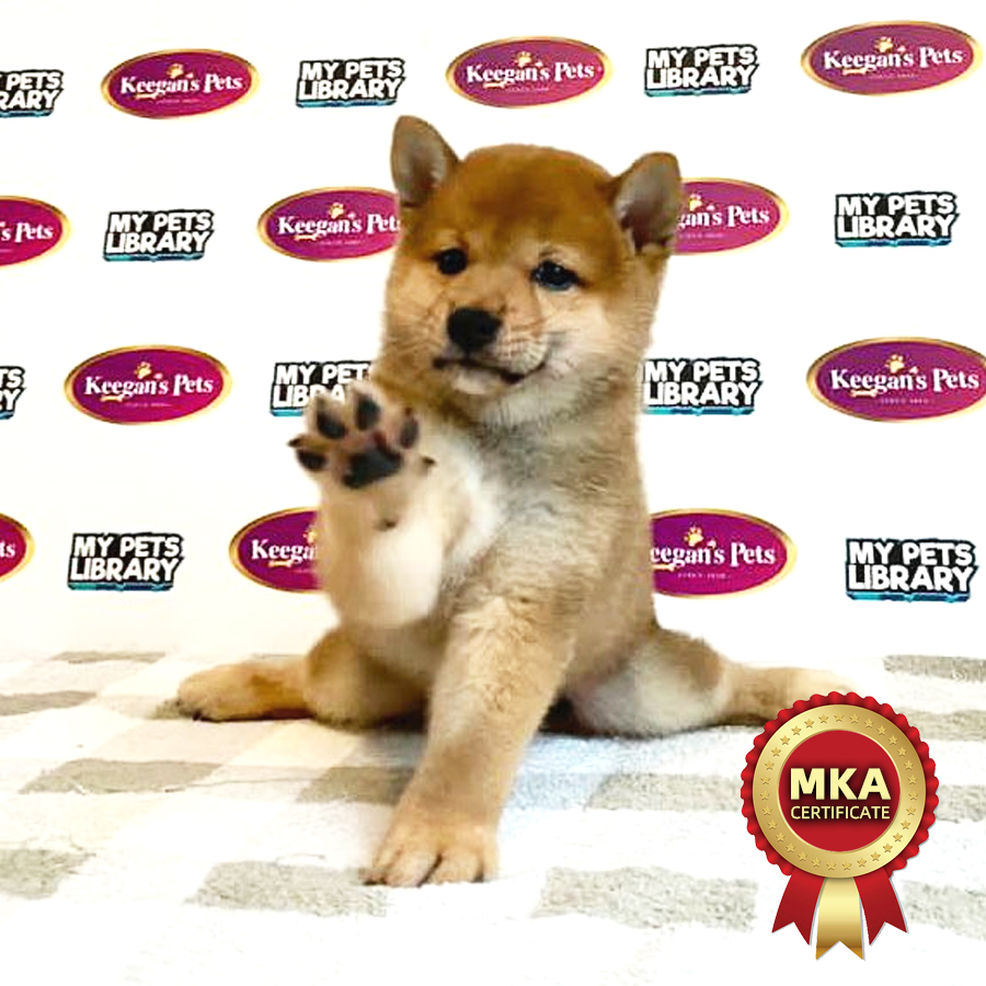 MKA Shiba Inu Puppy (Male) For Sale