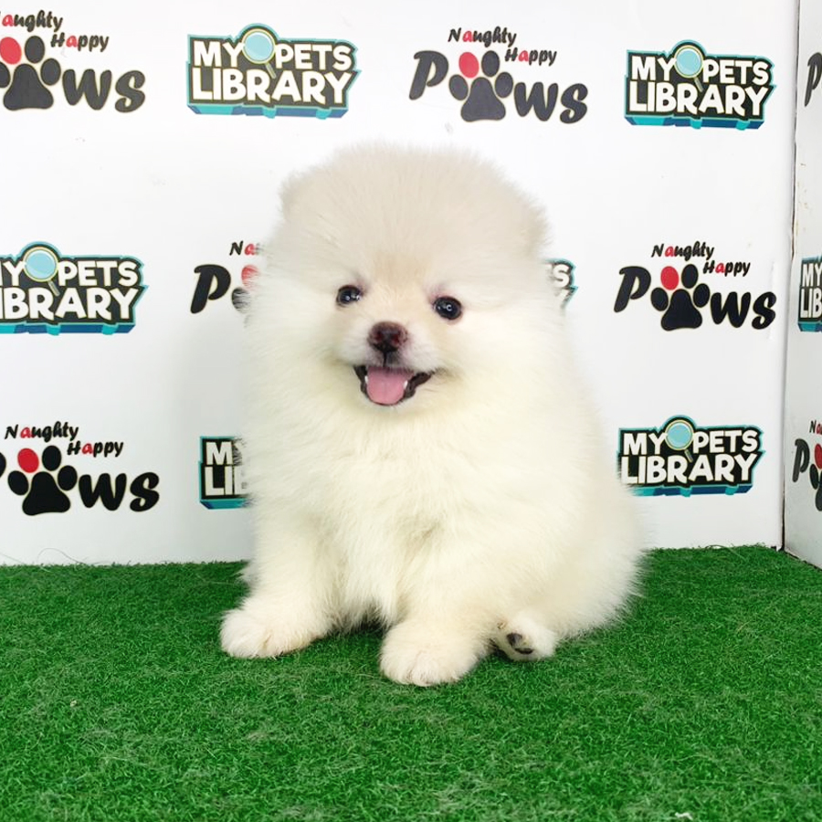 Pomeranian Puppy (Female) For Sale