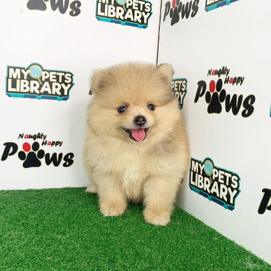 Pomeranian Puppy (Female) For Sale