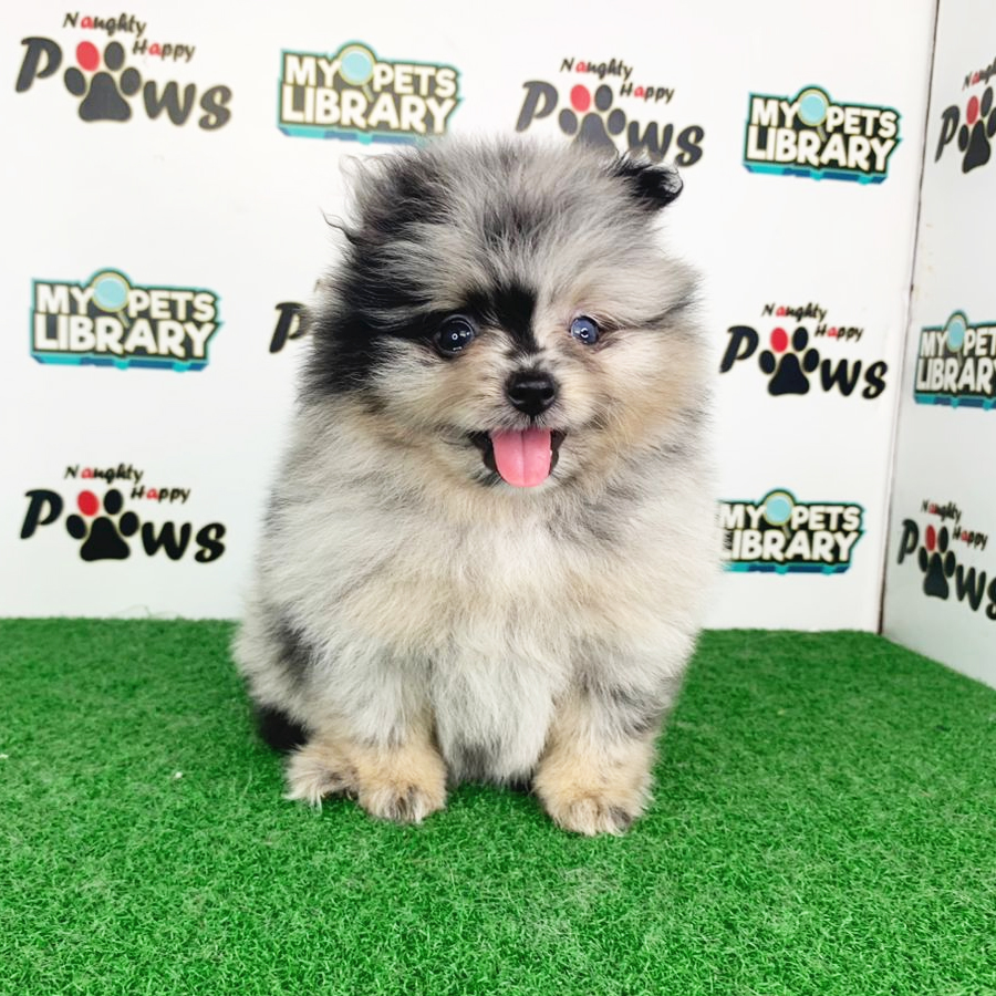 Pomeranian Puppy (Female) For Sale