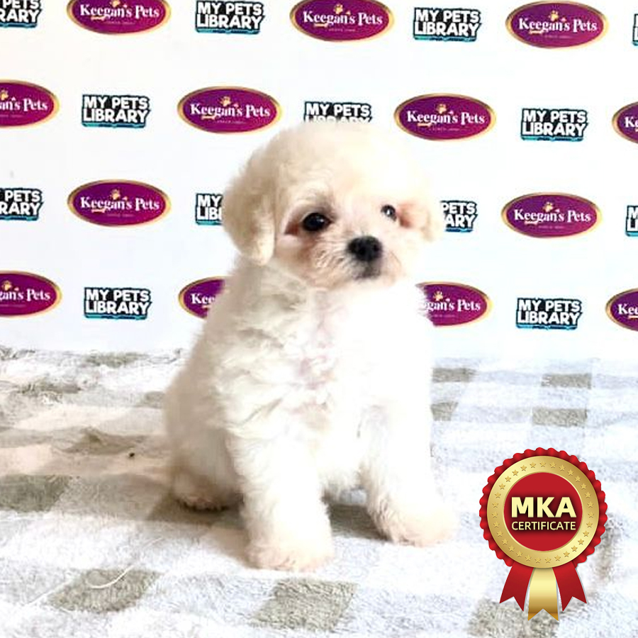 MKA Bichon Frise Puppy (Male) For Sale