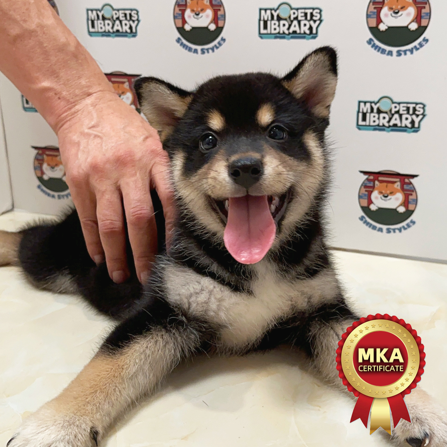 MKA Shiba Inu Puppy (Male) For Sale