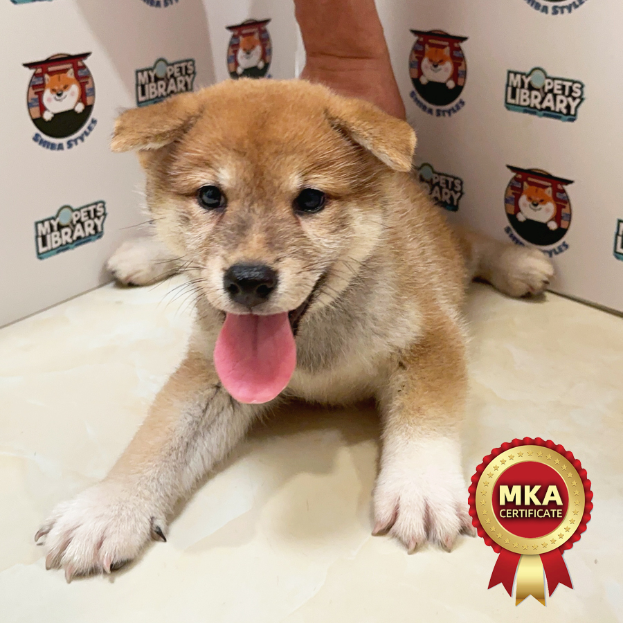 MypetsLibrary - Puppy & Cat Shop and Price in Selangor, Malaysia - Cat &  Pet Shop in Malaysia | MyPetsLibrary