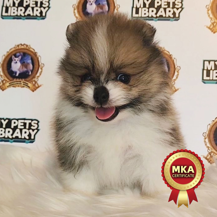 MKA Pomeranian Puppy (Male) For Sale