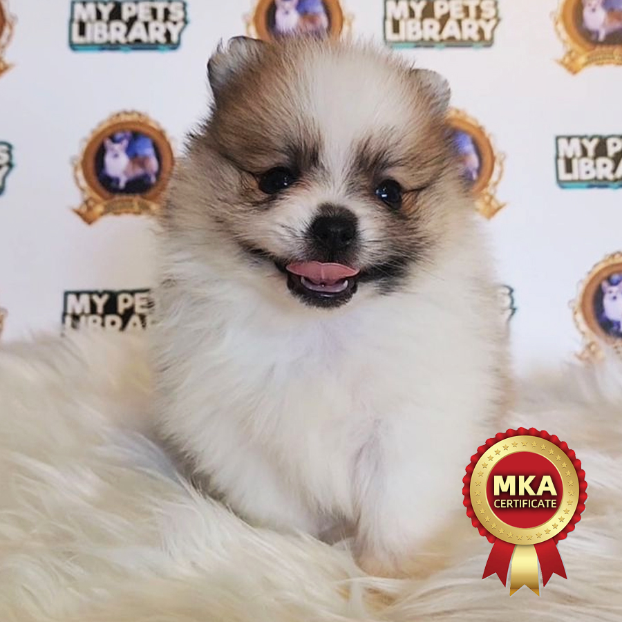 MKA Pomeranian Puppy (Female) For Sale