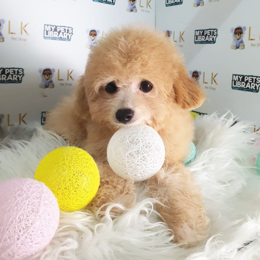 Maltipoo Puppy (Female) For Sale