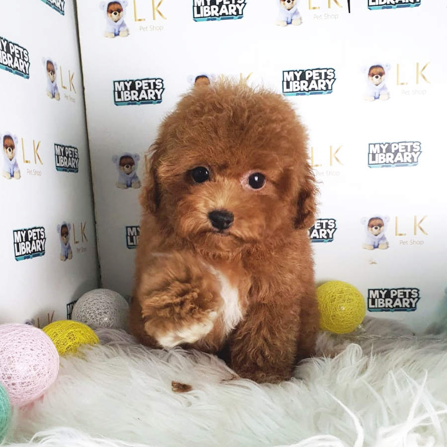 Toy Poodle Puppy (Male) For Sale