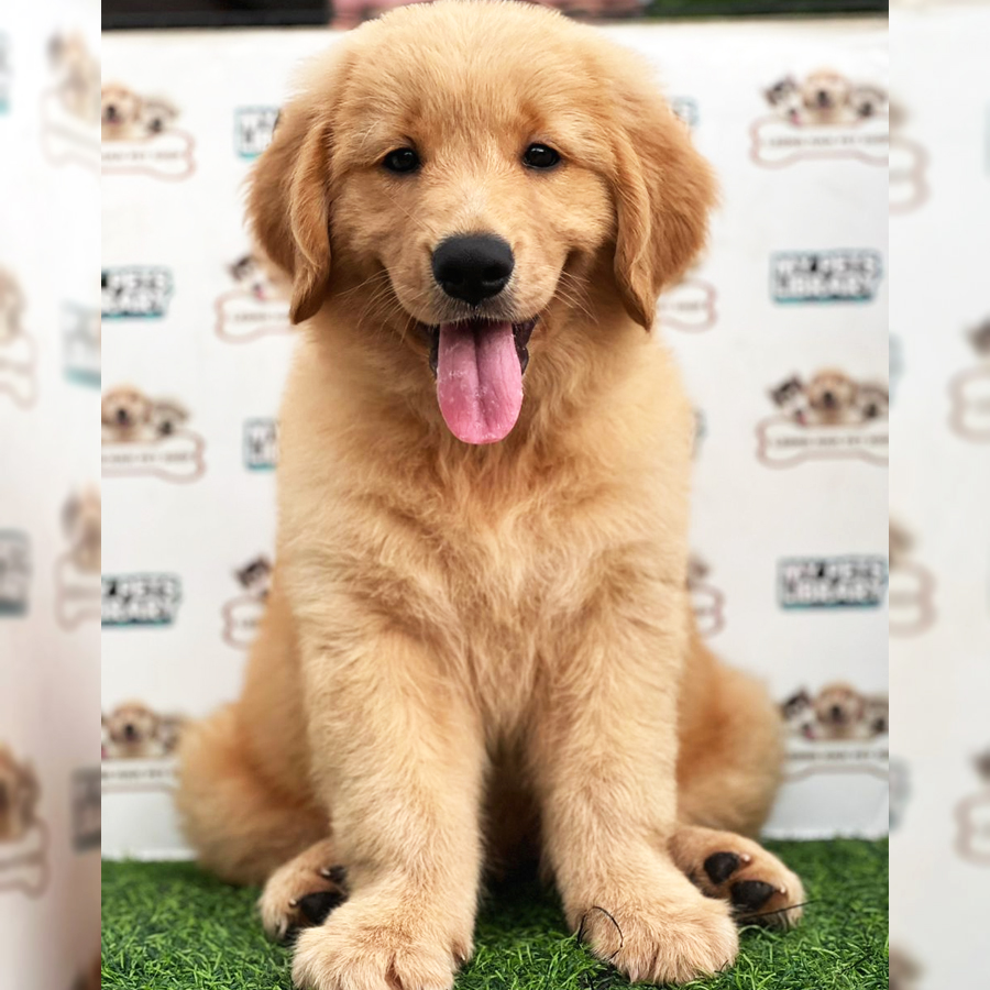 Golden Retriever Puppy (Female) For Sale