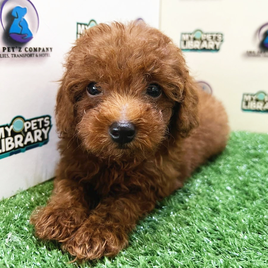 Toy Poodle Puppy (Male) For Sale