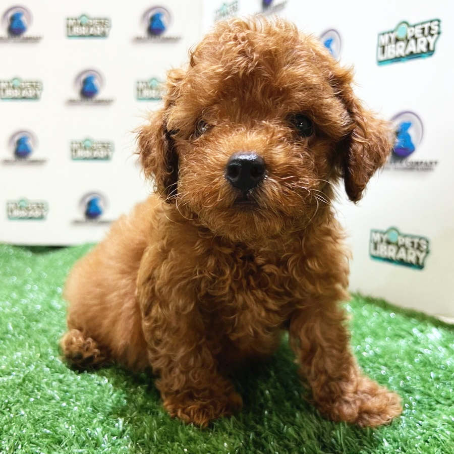 Toy Poodle Puppy (Male) For Sale