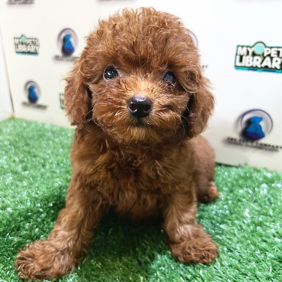Toy Poodle Puppy (Female) For Sale