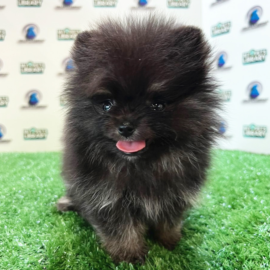 Pomeranian Puppy (Female) For Sale