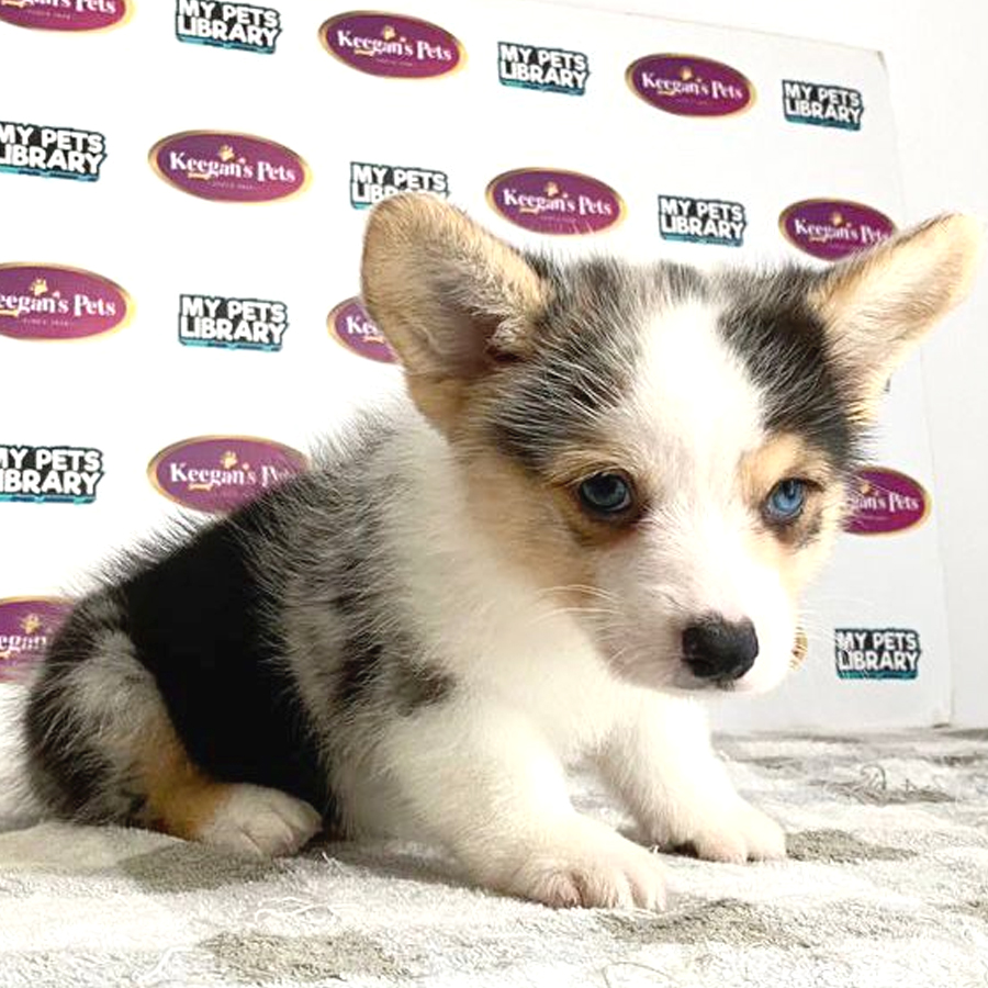 Longcoat Welsh Corgi Puppy (Male) For Sale