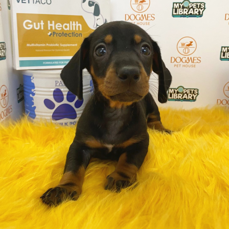 Miniature Dachshund Puppy (Male) For Sale