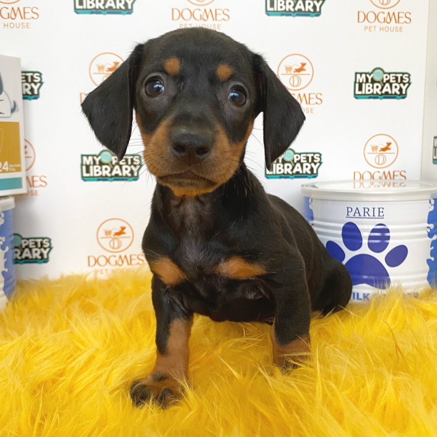Miniature Dachshund Puppy (Female) For Sale