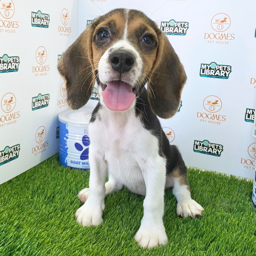 Beagle Puppy (Female) For Sale