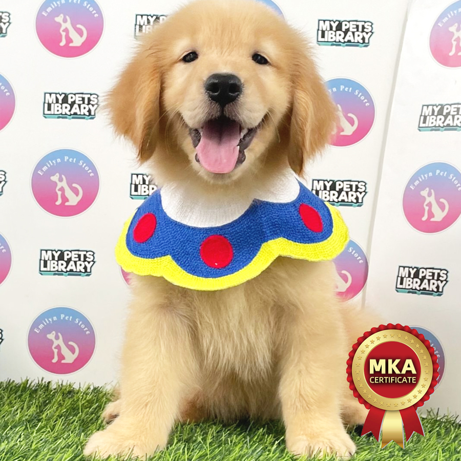 MKA Golden Retriever Puppy (Female) For Sale