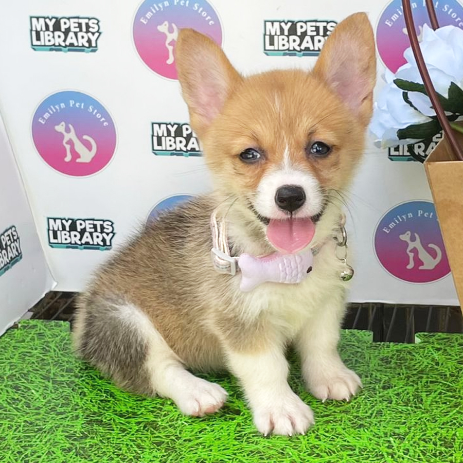 Welsh Corgi Puppy (Female) For Sale