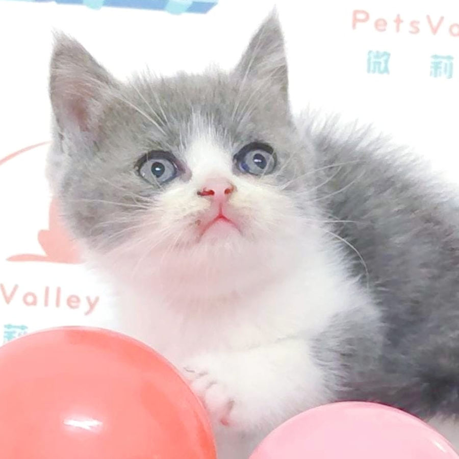 British Shorthair Kitten (Male) For Sale