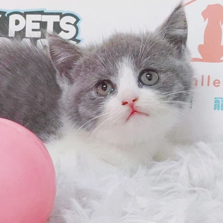 British Shorthair Kitten (Female) For Sale